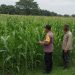 Bhabinkamtibmas Polsek Ngoro Lakukan Pengecekan dan Monitoring Lahan Jagung Wilayah Binaannya