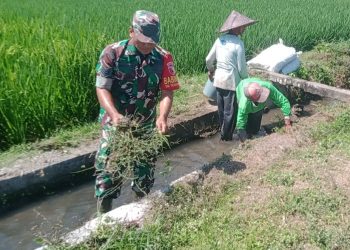 Sinergi Upsus Ketahanan Pangan, Serma Aminoto Bersama Poktan Margo Rukun Bersihkan Saluran Irigasi