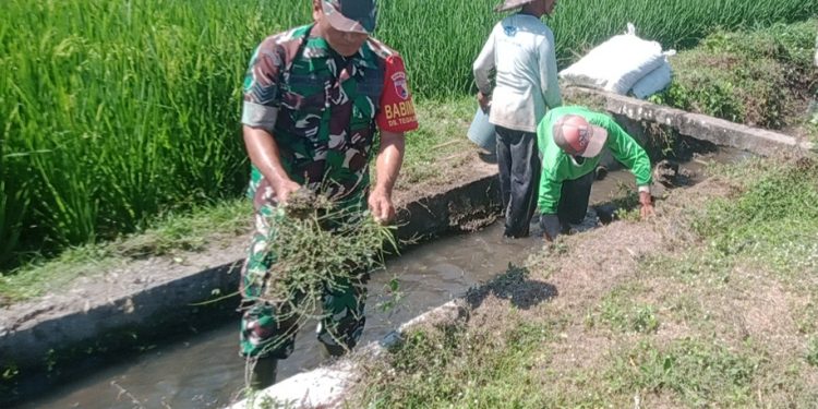Sinergi Upsus Ketahanan Pangan, Serma Aminoto Bersama Poktan Margo Rukun Bersihkan Saluran Irigasi