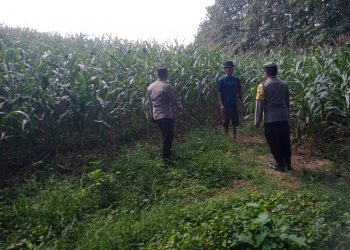 Dukung Ketahanan Pangan, Bhabinkamtibmas Desa Kedungjati Sambang Tanaman Jagung Milik Warga Binaan
