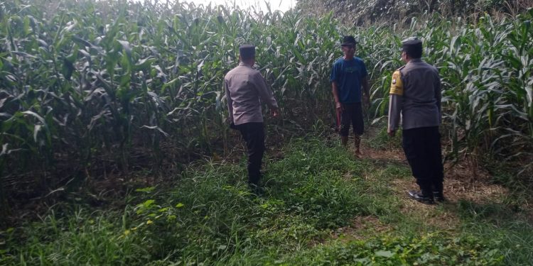 Dukung Ketahanan Pangan, Bhabinkamtibmas Desa Kedungjati Sambang Tanaman Jagung Milik Warga Binaan