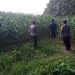 Dukung Ketahanan Pangan, Bhabinkamtibmas Desa Kedungjati Sambang Tanaman Jagung Milik Warga Binaan