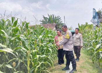 Wujud Dukungan Ketahanan Pangan Nasional, Polsek Peterongan Edukasi Petani Jagung