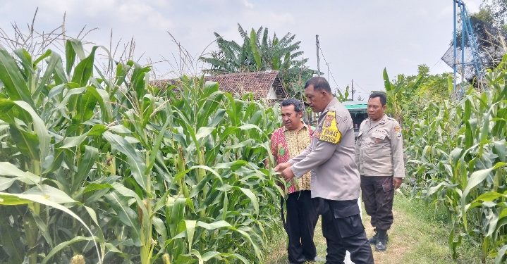 Wujud Dukungan Ketahanan Pangan Nasional, Polsek Peterongan Edukasi Petani Jagung