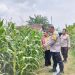 Wujud Dukungan Ketahanan Pangan Nasional, Polsek Peterongan Edukasi Petani Jagung