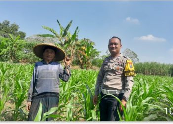 Bhabinkamtibmas Desa Mojotrisno Monitoring Tanaman Jagung untuk Dukung Ketahanan Pangan Nasional