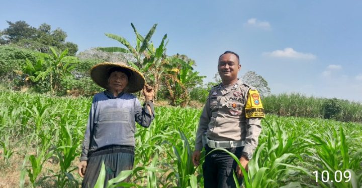 Bhabinkamtibmas Desa Mojotrisno Monitoring Tanaman Jagung untuk Dukung Ketahanan Pangan Nasional