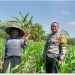 Bhabinkamtibmas Desa Mojotrisno Monitoring Tanaman Jagung untuk Dukung Ketahanan Pangan Nasional