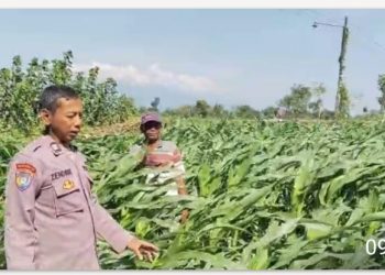 Menyemai Harapan di Ladang Blimbing: Langkah Polsek Tarokan Kawal Swasembada Pangan