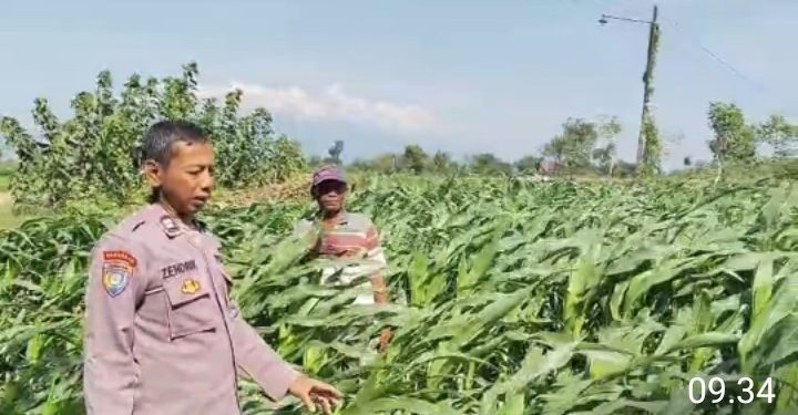Menyemai Harapan di Ladang Blimbing: Langkah Polsek Tarokan Kawal Swasembada Pangan