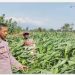 Menyemai Harapan di Ladang Blimbing: Langkah Polsek Tarokan Kawal Swasembada Pangan