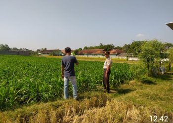 Dukung Asta Cita Presiden, Kanit Binmas Polsek Tarokan Terjun Langsung ke Sawah Pantau Petani