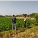 Dukung Asta Cita Presiden, Kanit Binmas Polsek Tarokan Terjun Langsung ke Sawah Pantau Petani
