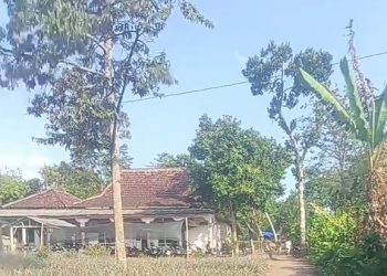 Judi Sabung Ayam, Desa Sidorejo , Sidomulyo Ponggok , Blitar Di duga Kebal Hukum