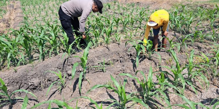 Bhabinkamtibmas Hadir di Tengah Masyarakat, Dukung Program Ketahanan Pangan Nasional