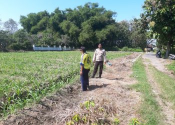 Anggota Polsek Perak Tinjau Perkembangan Tanaman Jagung Triwulan II Tahun 2026