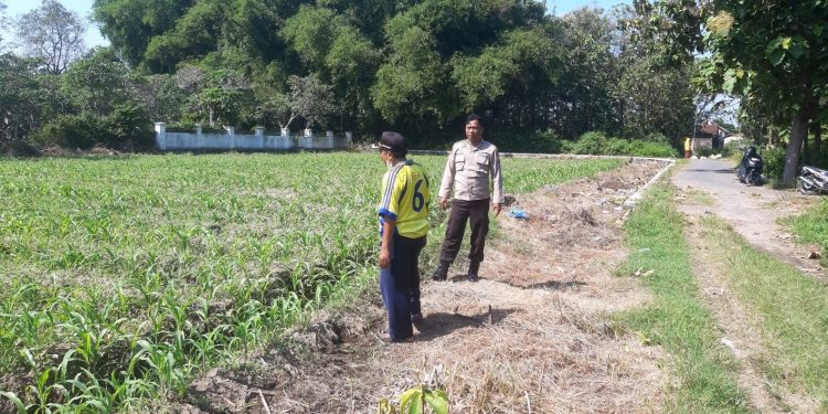 Anggota Polsek Perak Tinjau Perkembangan Tanaman Jagung Triwulan II Tahun 2026