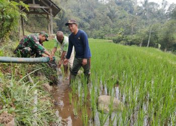 Antisipasi Kekeringan, Babinsa Sidomulyo Sertu Krida Dwi Bantu Pengairan Sawah Gunakan Pompa Air