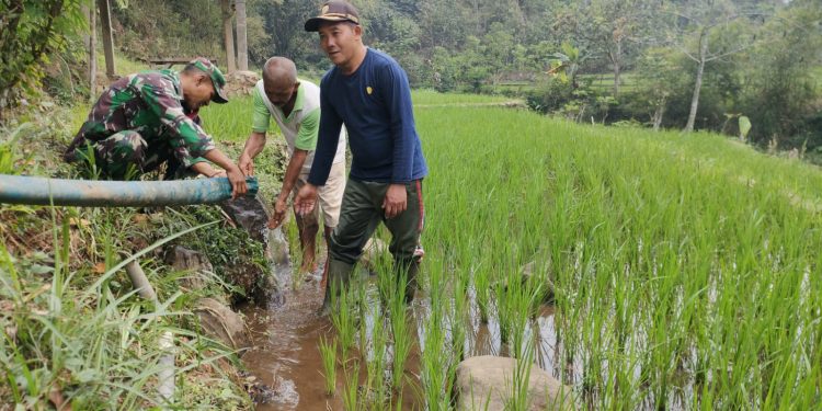 Antisipasi Kekeringan, Babinsa Sidomulyo Sertu Krida Dwi Bantu Pengairan Sawah Gunakan Pompa Air