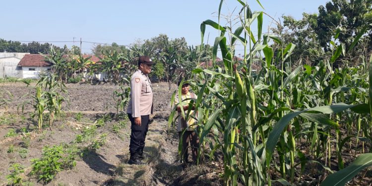 Polsek Kabuh Ajak Masyarakat Optimalkan Lahan Demi Perkuat Ketahanan Pangan