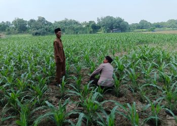 Polsek Ploso Intensif Dampingi Petani Dukung Program Asta Cita Swasembada Pangan