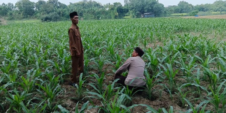 Polsek Ploso Intensif Dampingi Petani Dukung Program Asta Cita Swasembada Pangan