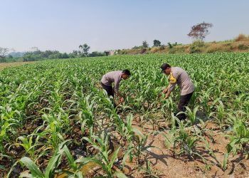 Polsek Jogoroto Pantau Perkembangan Tanaman Jagung, Dukung Ketahanan Pangan Nasional