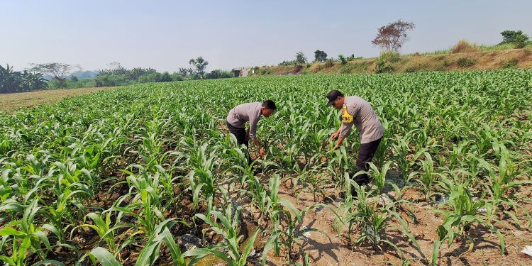 Polsek Jogoroto Pantau Perkembangan Tanaman Jagung, Dukung Ketahanan Pangan Nasional