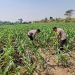 Polsek Jogoroto Pantau Perkembangan Tanaman Jagung, Dukung Ketahanan Pangan Nasional
