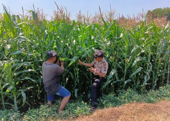 Polsek Tembelang Dampingi Petani Jagung, Dukung Program Ketahanan Pangan Nasional
