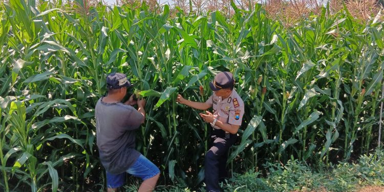 Polsek Tembelang Dampingi Petani Jagung, Dukung Program Ketahanan Pangan Nasional