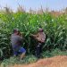 Polsek Tembelang Dampingi Petani Jagung, Dukung Program Ketahanan Pangan Nasional