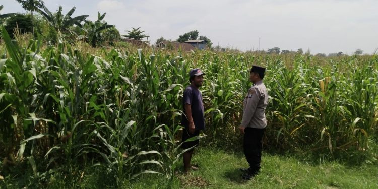 Polsek Sumobito Lakukan Peninjauan Lahan Tanaman Jagung Binaan, Dalam Rangka Mendukung Ketahanan Pangan