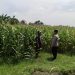 Polsek Sumobito Lakukan Peninjauan Lahan Tanaman Jagung Binaan, Dalam Rangka Mendukung Ketahanan Pangan
