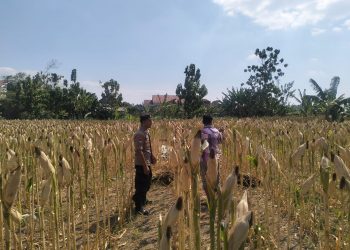 Menjaga Asa di Ladang Rakyat: Polsek Tarokan Kawal Swasembada Pangan Lewat Pendekatan Humanis