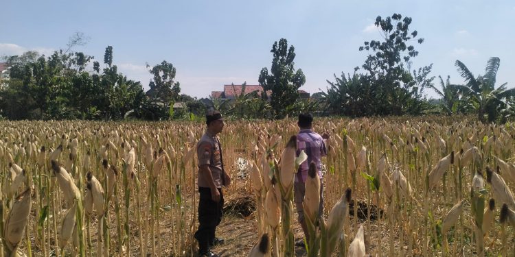 Menjaga Asa di Ladang Rakyat: Polsek Tarokan Kawal Swasembada Pangan Lewat Pendekatan Humanis