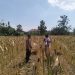 Menjaga Asa di Ladang Rakyat: Polsek Tarokan Kawal Swasembada Pangan Lewat Pendekatan Humanis
