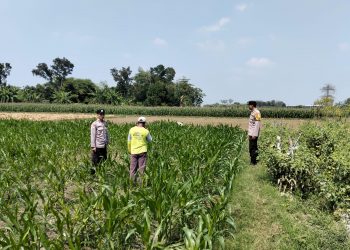Kanit Binmas Polsek Bandar Kedungmulyo Pantau Perkembangan Tanaman Jagung