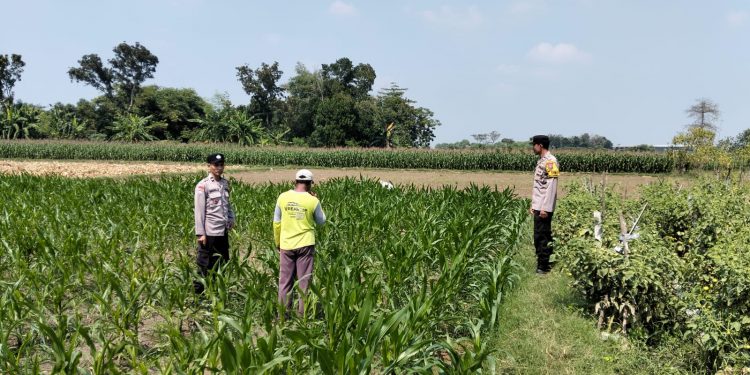 Kanit Binmas Polsek Bandar Kedungmulyo Pantau Perkembangan Tanaman Jagung