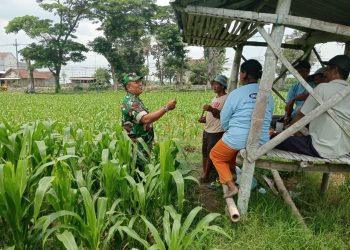 Optimalkan Hasil Panen, Serma Yuda Indra Gelar Komsos Budidaya Jagung Bersama Poktan Margo Utomo