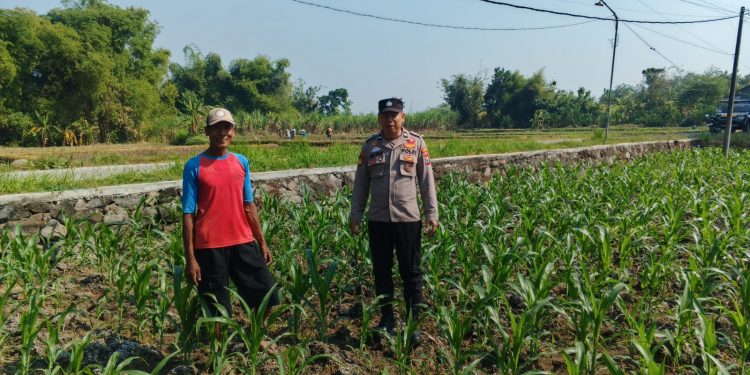 Polsek Ngusikan Melakukan Pengecekani Tanaman Jagung Bantuan Dinas Pertanian melalui Polres Jombang