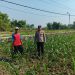 Polsek Ngusikan Melakukan Pengecekani Tanaman Jagung Bantuan Dinas Pertanian melalui Polres Jombang