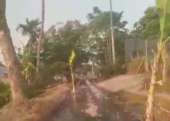 PROTES KERAS WARGA DESA BUTUN, GANDUSARI, BLITAR WARNAI KERUSAKAN JALAN DENGAN ‘TANAM’ POHON PISANG DI SEPANJANG JALAN