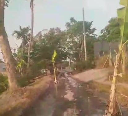 PROTES KERAS WARGA DESA BUTUN, GANDUSARI, BLITAR  WARNAI KERUSAKAN JALAN DENGAN ‘TANAM’ POHON PISANG DI SEPANJANG JALAN 