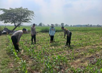 Polsek Diwek Tinjau Tanaman Jagung Dukung Program Nasional Asta Cita