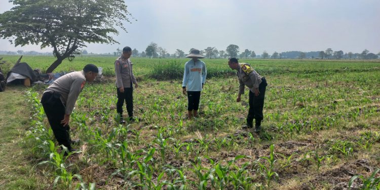 Polsek Diwek Tinjau Tanaman Jagung Dukung Program Nasional Asta Cita