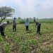 Polsek Diwek Tinjau Tanaman Jagung Dukung Program Nasional Asta Cita