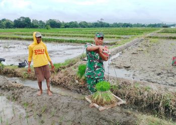 Dukung Ketahanan Pangan, Babinsa Koramil Doko Dampingi Petani Tanam Padi di Desa Plumbagan