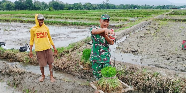 Dukung Ketahanan Pangan, Babinsa Koramil Doko Dampingi Petani Tanam Padi di Desa Plumbagan