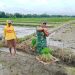 Dukung Ketahanan Pangan, Babinsa Koramil Doko Dampingi Petani Tanam Padi di Desa Plumbagan